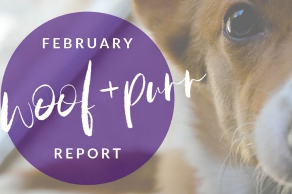 Woof & Purr Report February