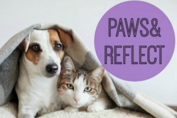 Paws & Reflect 2019