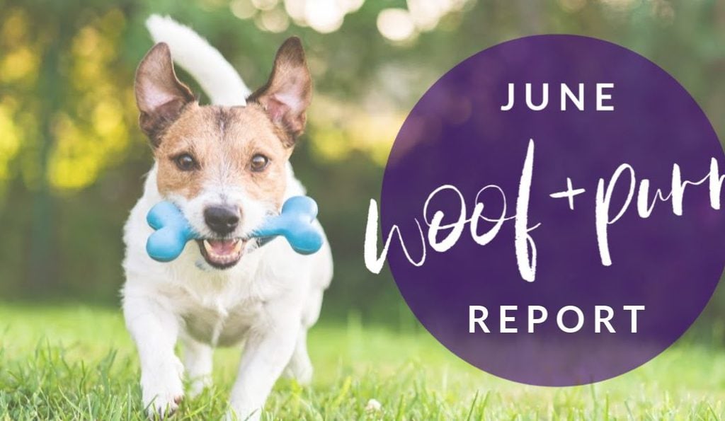 Woof & Purr Report June