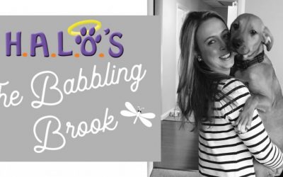 The Babbling Brook Blog!