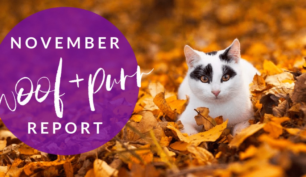 Woof & Purr Report November