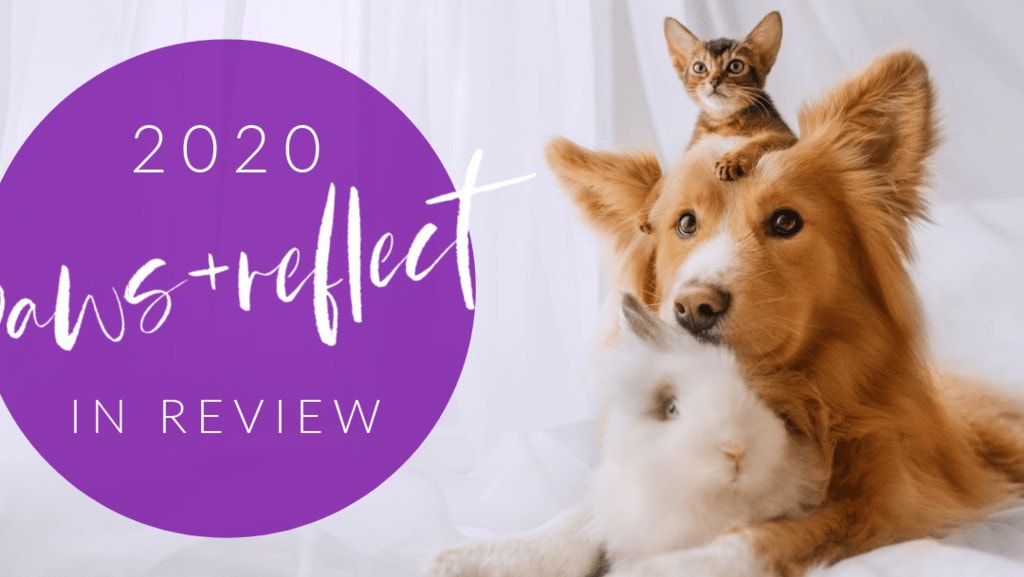 Paws & Reflect 2020!