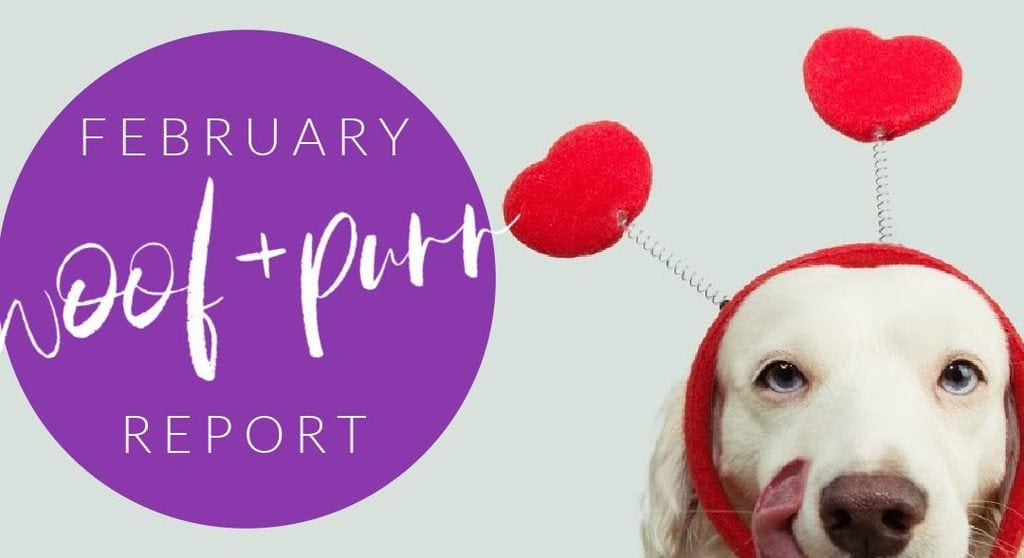 Woof & Purr Report February