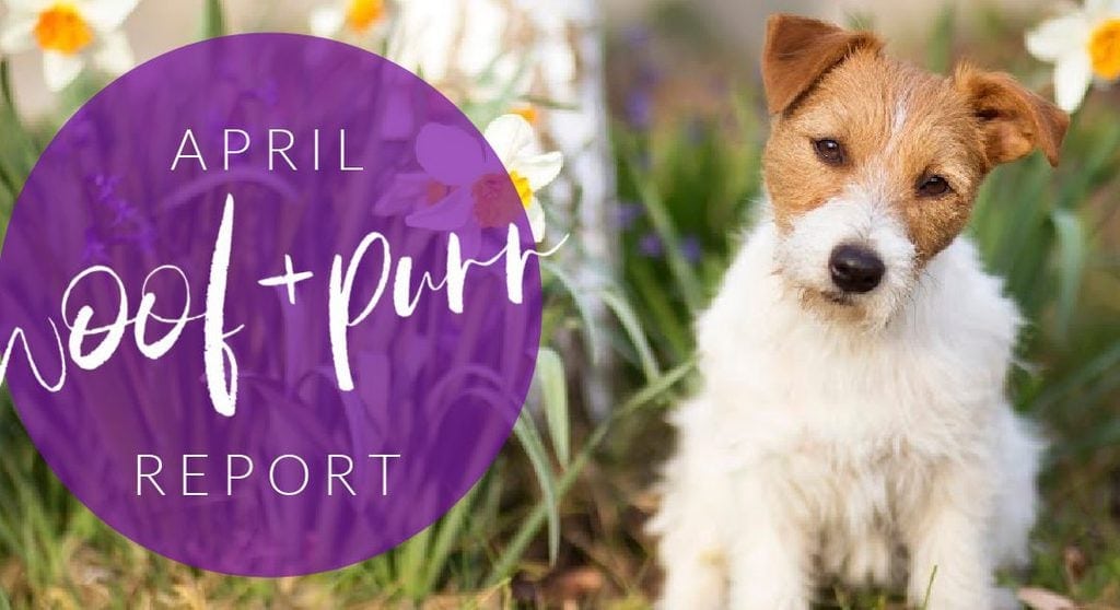 Woof & Purr Report April