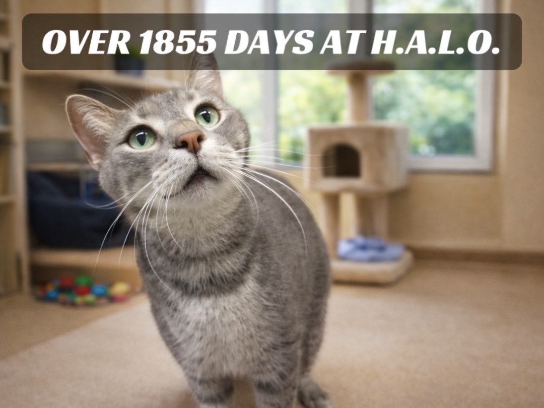 {"aigc_info":{"aigc_label_type":2}}