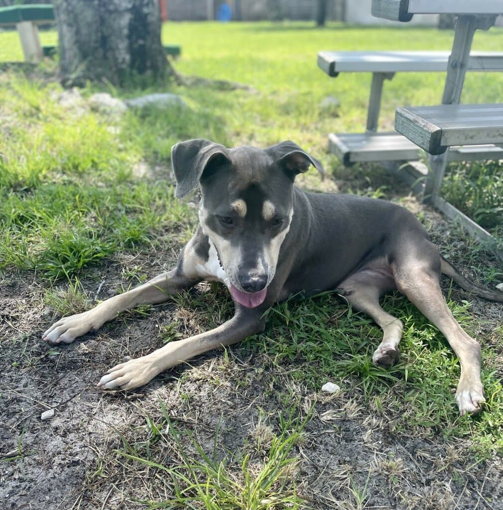 H.A.L.O. No-Kill Rescue Shelter