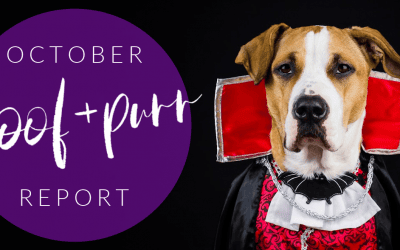 Woof & Purr Report October