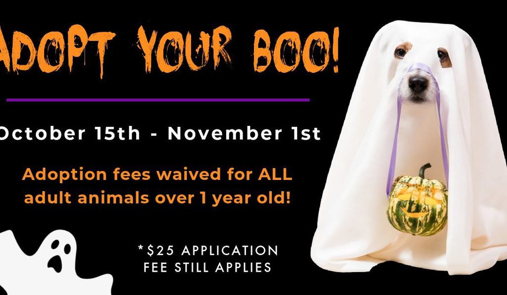 Adopt Your Boo!
