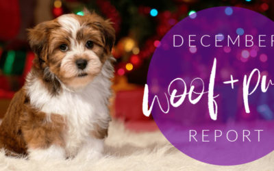 Woof & Purr Report December