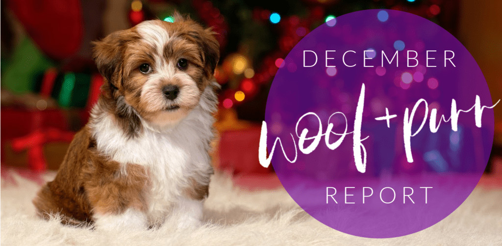 Woof & Purr Report December