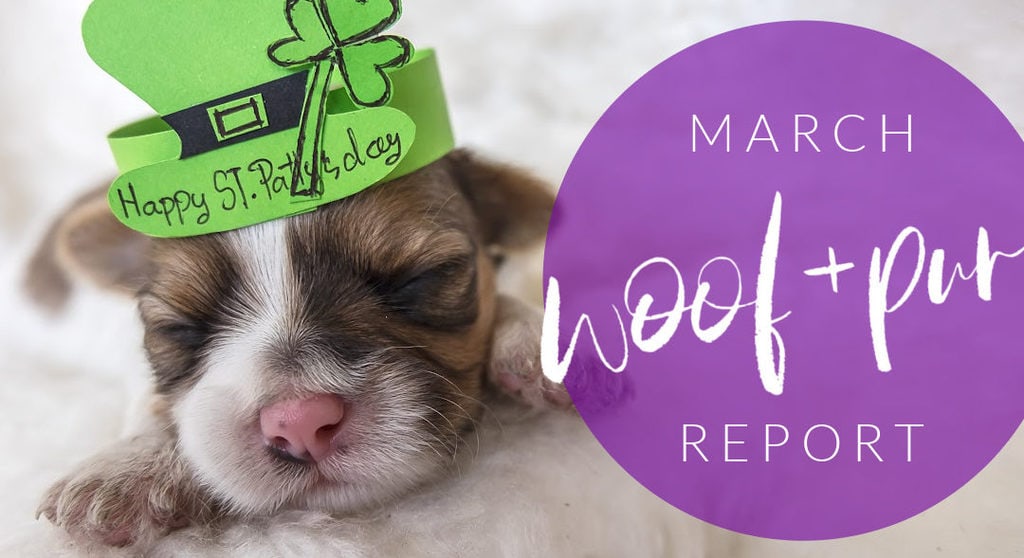 Woof & Purr Report March