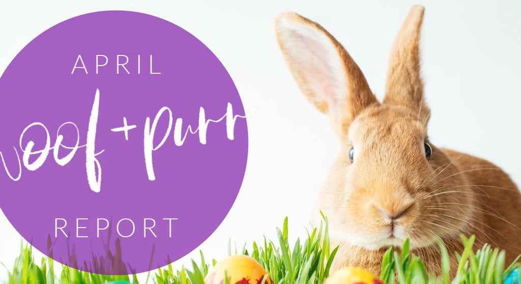 Woof & Purr Report April