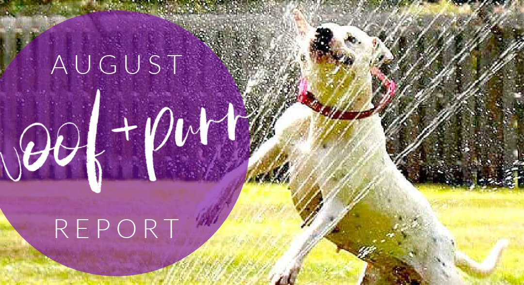 Woof & Purr Report August