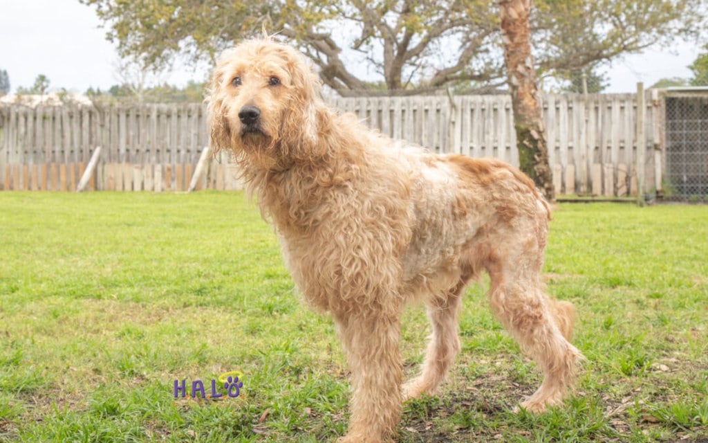 Teddy – Adoption Pending!