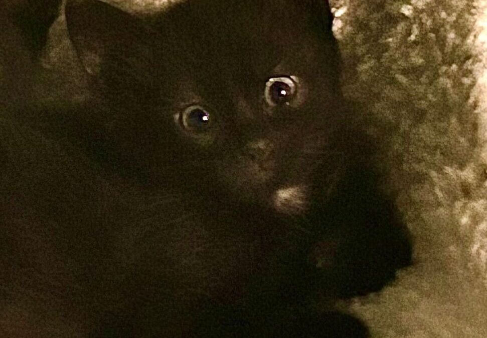 Odin – Adoption Pending!
