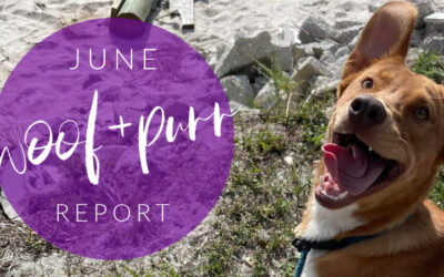 Woof & Purr Report June