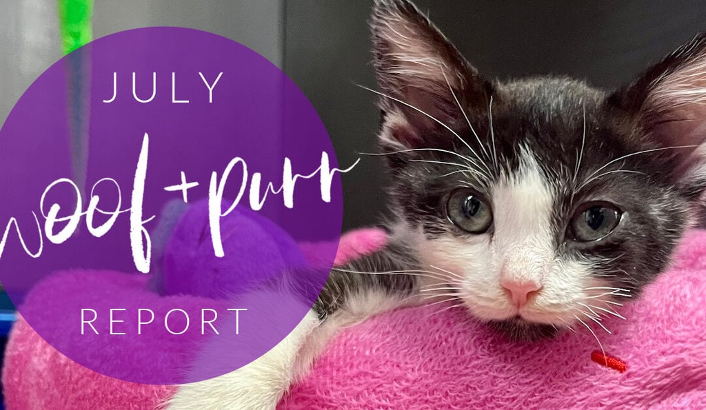 Woof & Purr Report July