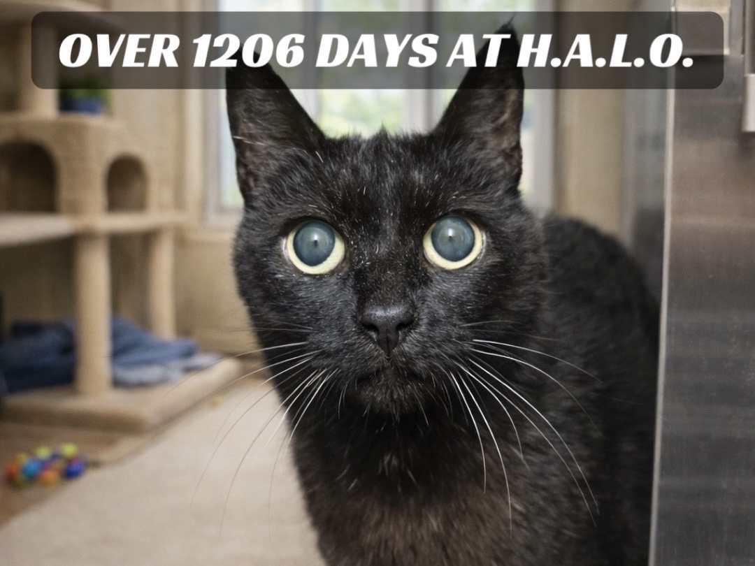 {"aigc_info":{"aigc_label_type":2}}