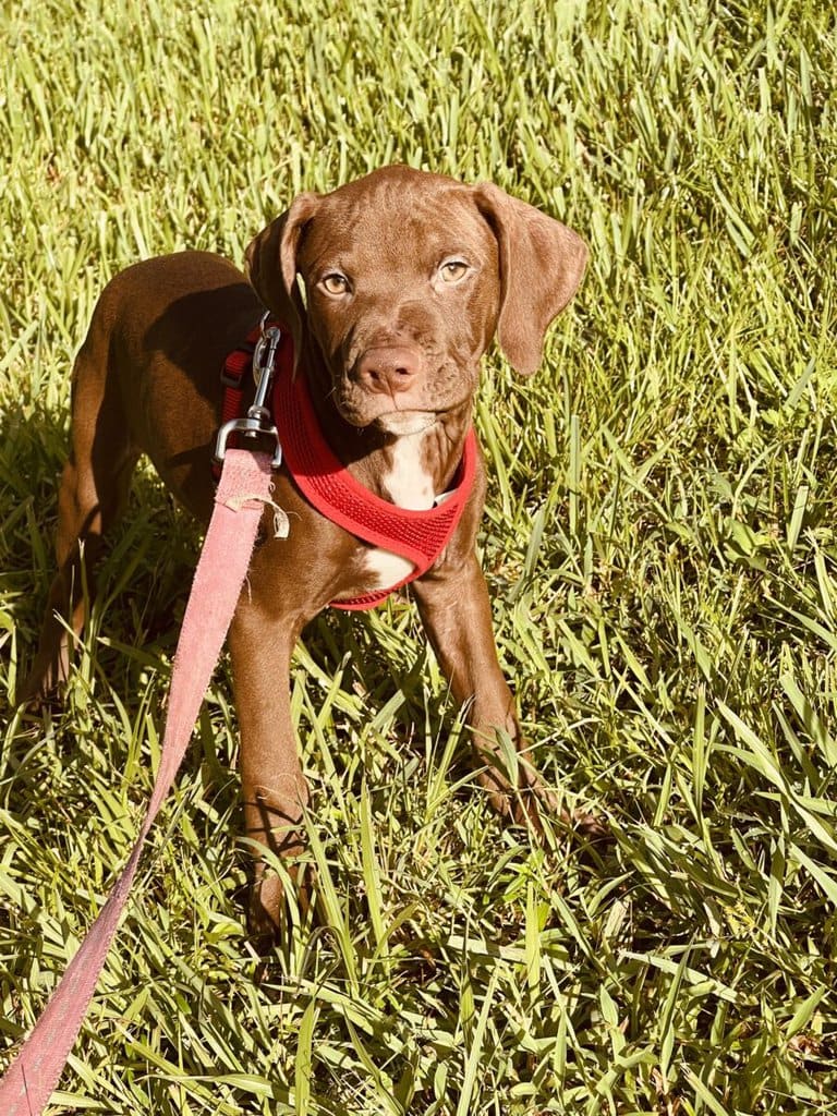 Charlie 1