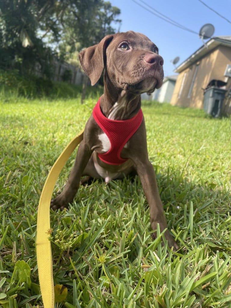Charlie