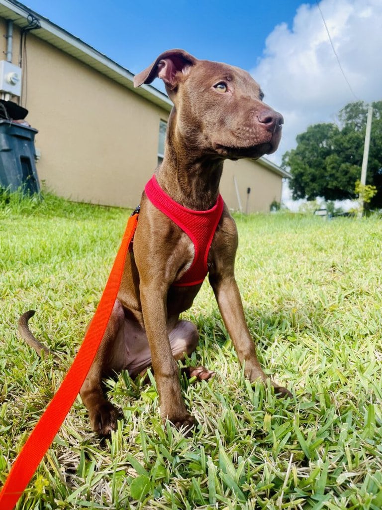 Kahlua 1
