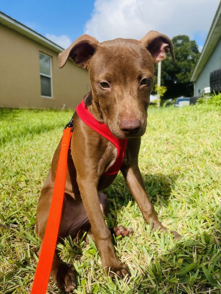 Kahlua