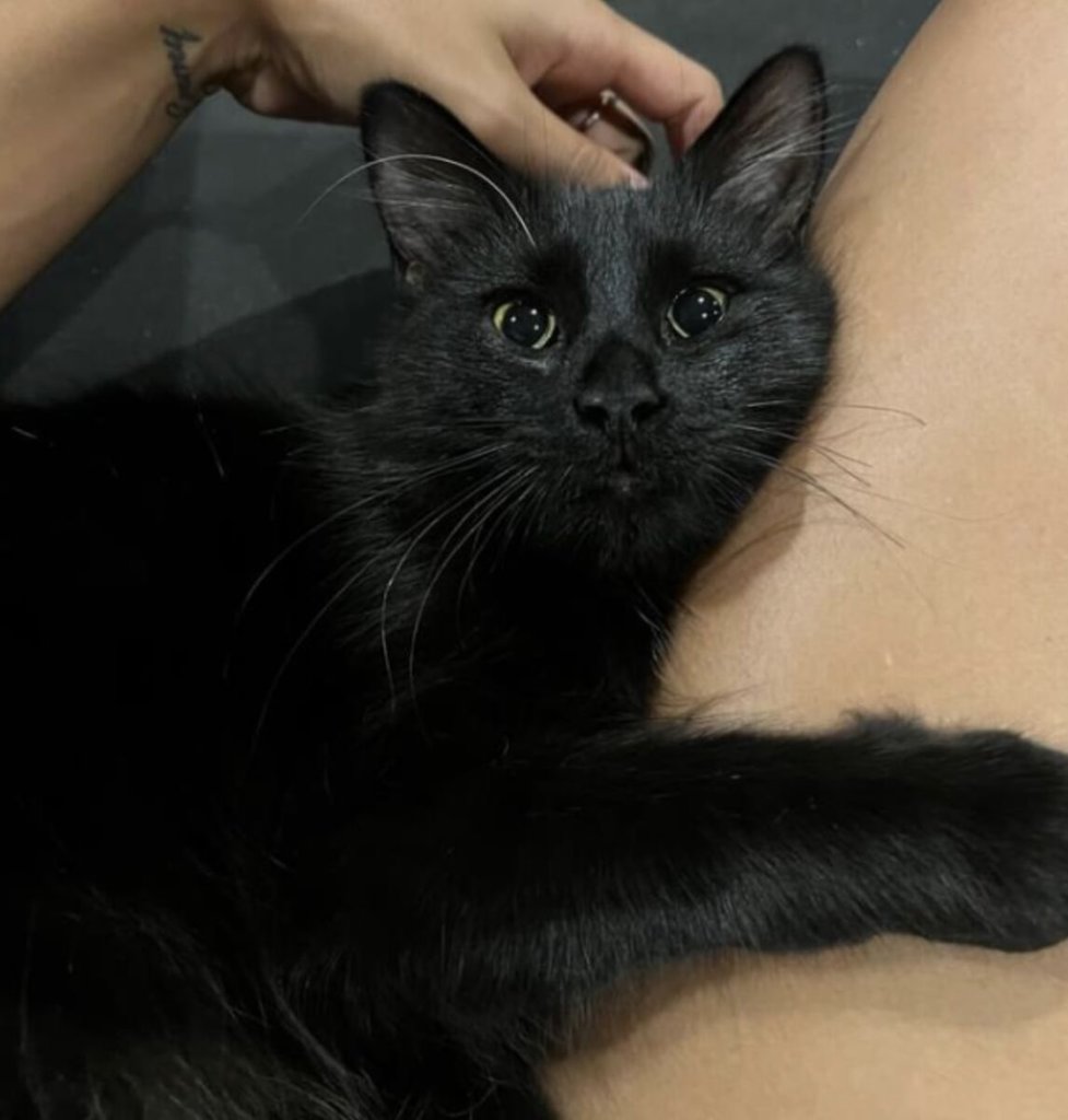 Lulu 1
