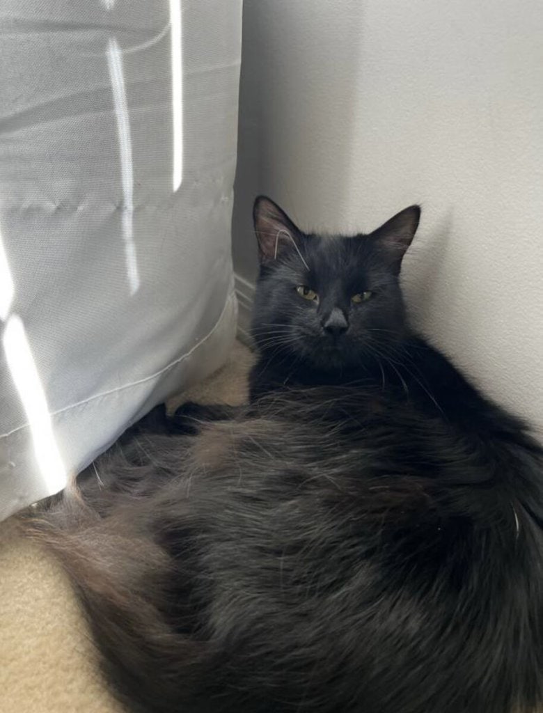 Lulu
