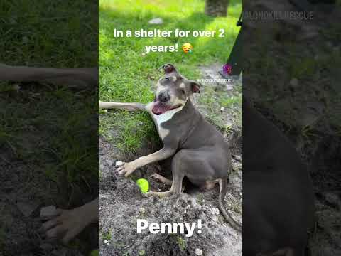 Adopt Penny!