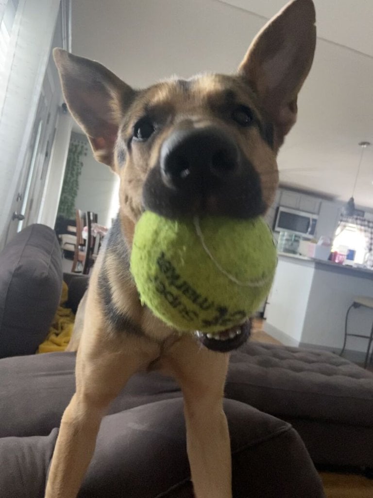 Apollo