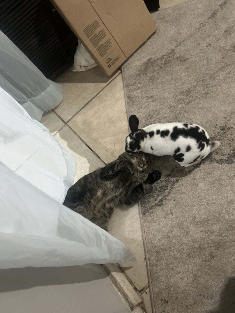 Bun Bun