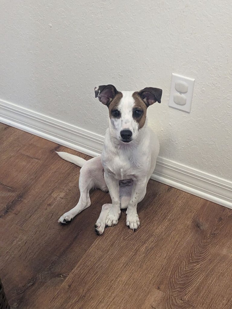 Daisy 1