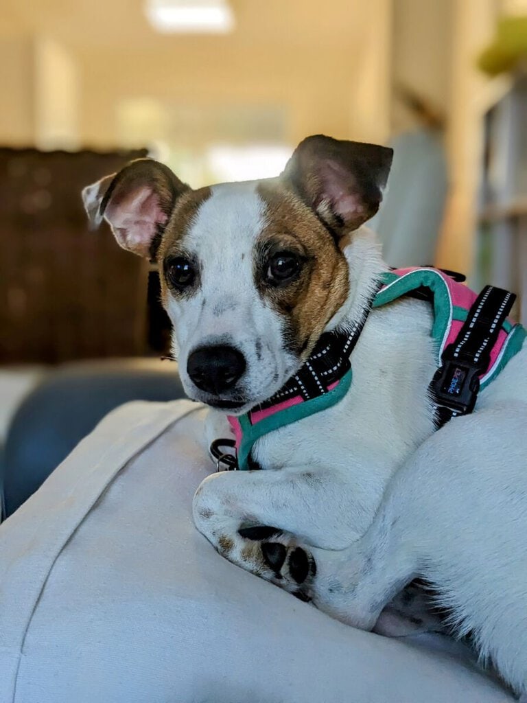Daisy