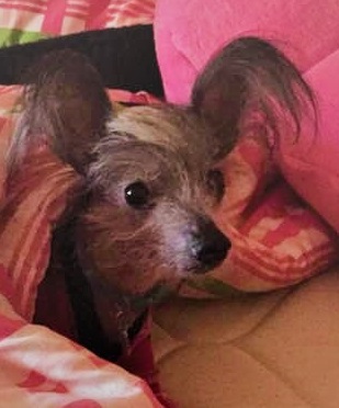 Gracie 1