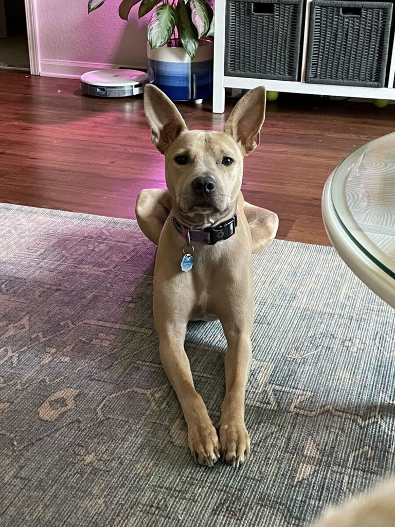 Kali 1