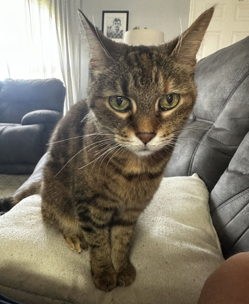 Kitty Kitty