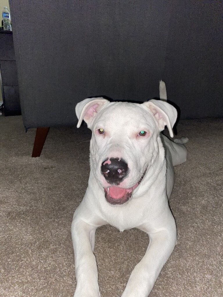 Loki 1