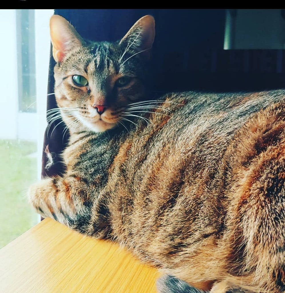 Lyra 1