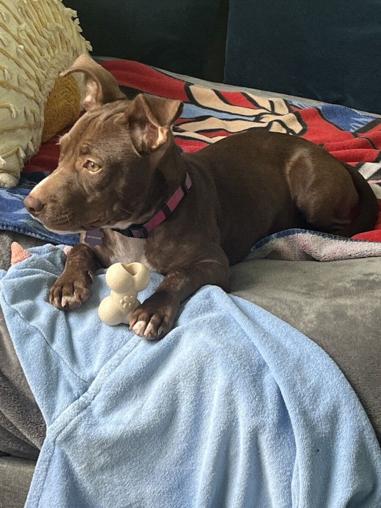 Nala 1