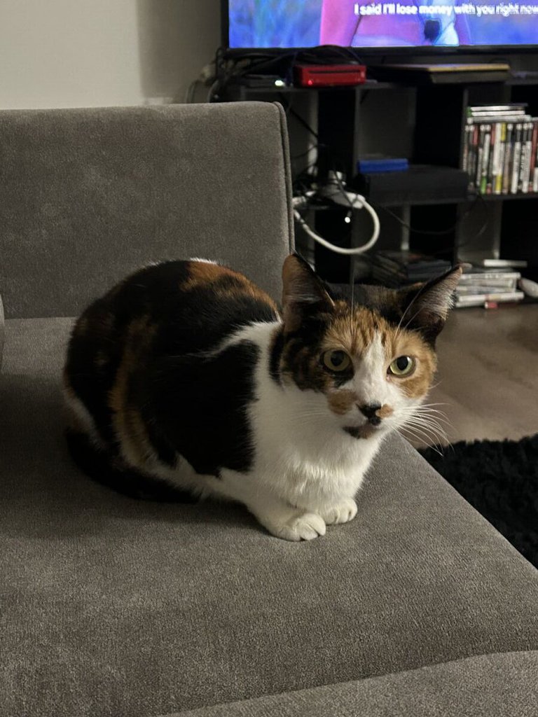 Nala (2)