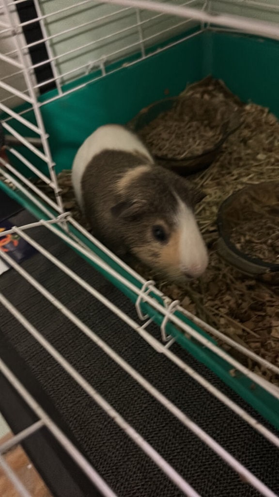 Nugget 1