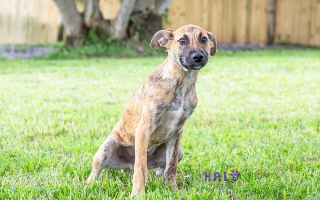 Samir Jr. – Adoption Pending!