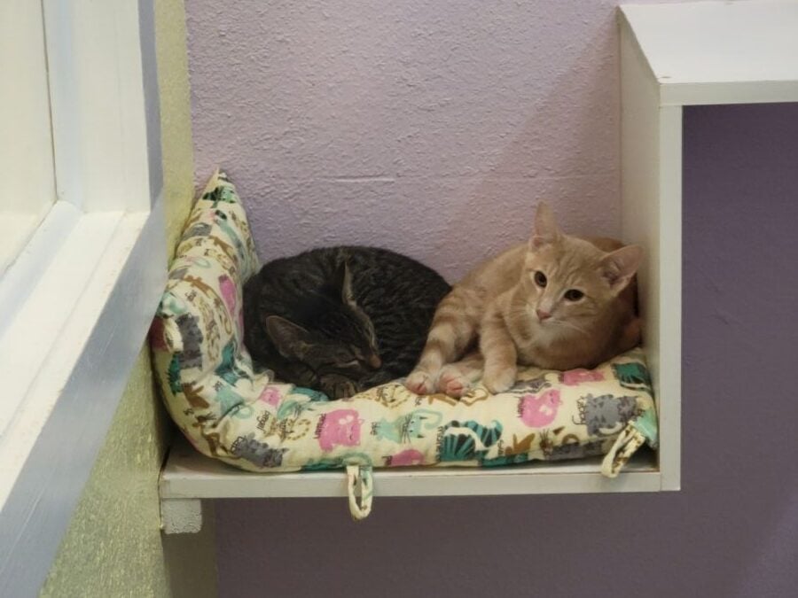 Thing 1 & Thing 2