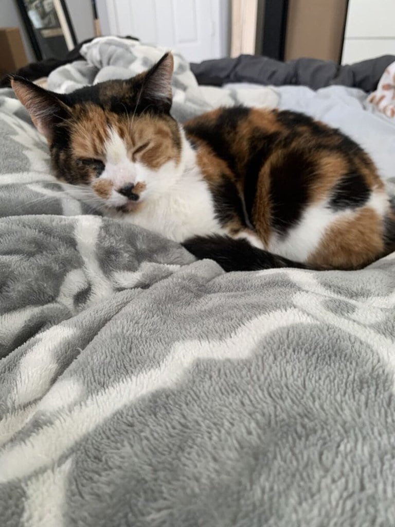 nala 1 (2)
