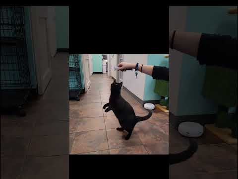 Dance Recital  #adoptlove #cat #adoptionislove #blackcats