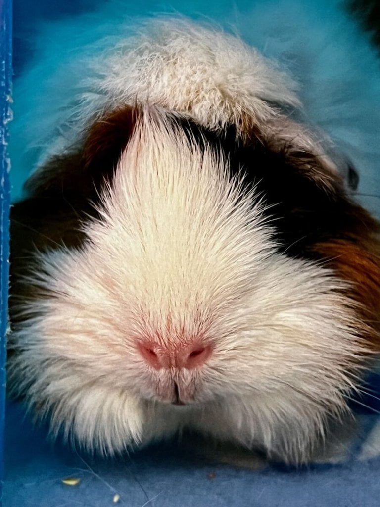 Guinea pig clearance lemon