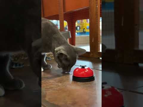 Miss Kitty Learns to Ring the Dinner Bell #cattraining #graycat #smartcat #adoptdontshop