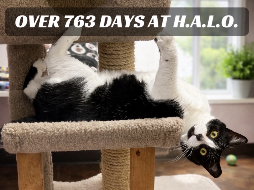 {"aigc_info":{"aigc_label_type":2}}