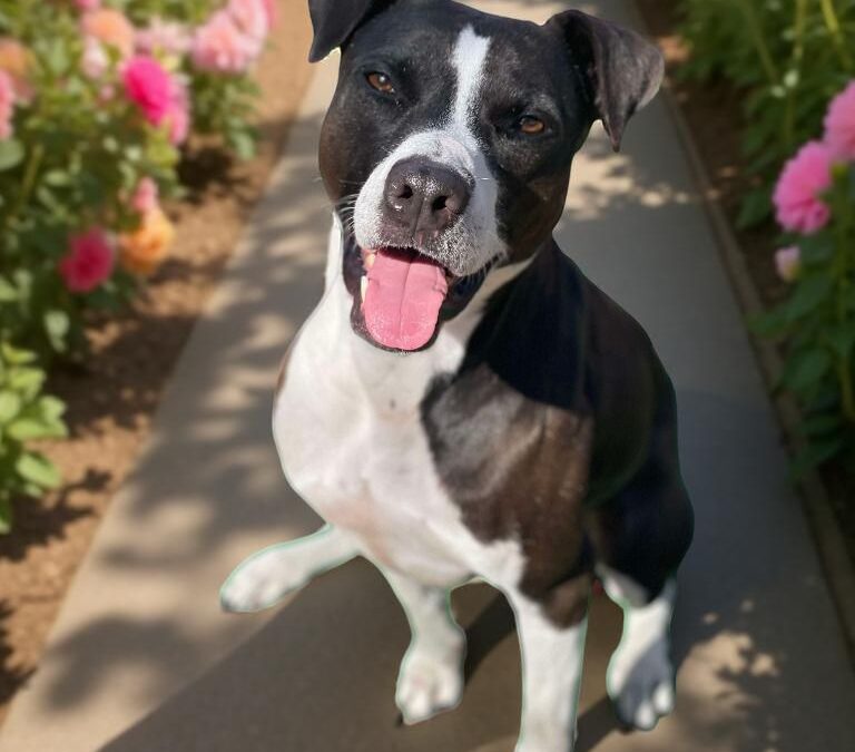 Pepper