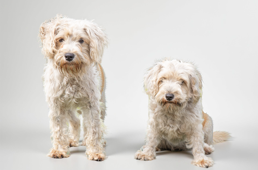 Sheba & Pepe – Adoption Pending!